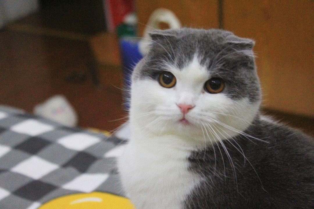 养了就想扔掉的狗,养的猫想扔了