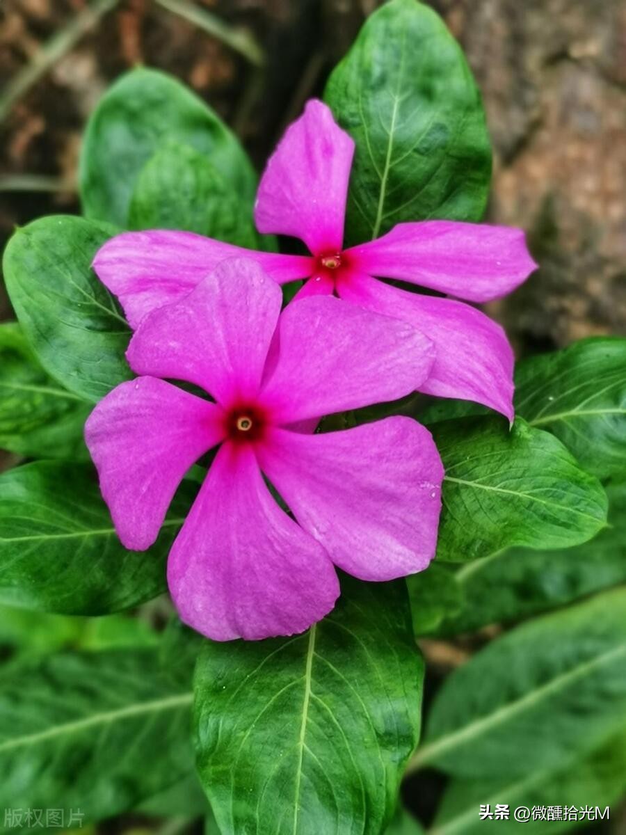 推荐10种最适合夏天养的花,君子兰开花时夏天几天浇一次水