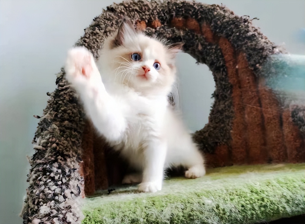 猫粮素力高金装区别,素力高猫粮无标可以买吗