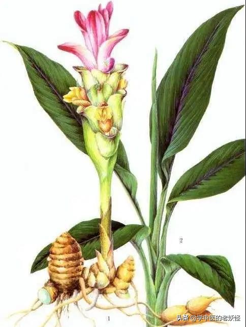 每天学一味中药郁金,有一味中药叫郁金