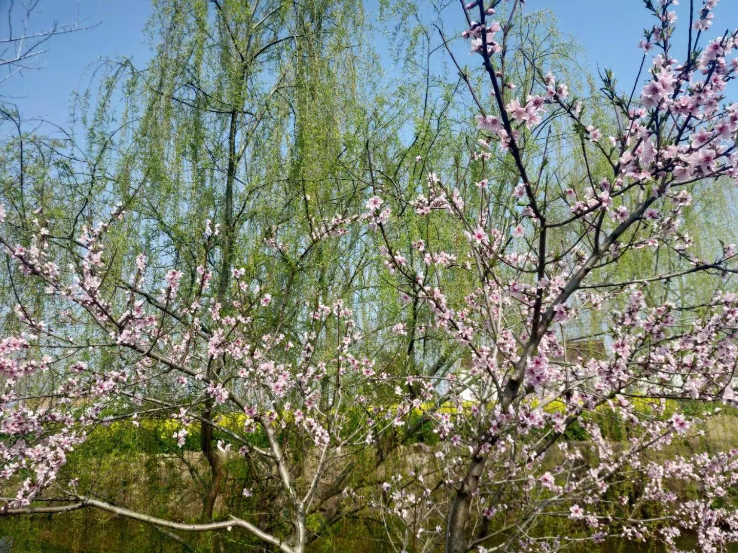 怀念旧时光黄桃罐头文案,怀念小卖部的零食黄桃