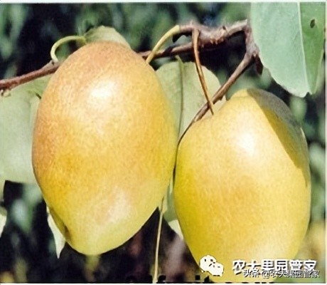 优质果树苗木品种介绍,最好的新品种苹果苗木