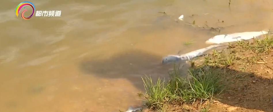 水库鱼死亡原因判断,水库捞鱼死亡水库有责任吗