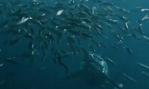 海洋巨蟒真实照片大全,海洋巨蟒真实图片大全