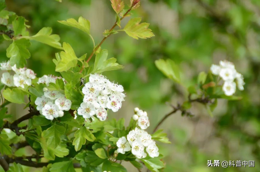 石楠花很臭为什么满大街都种呢,石楠花好臭为什么满大街都种
