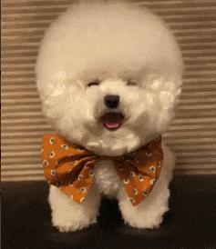 柯基比熊哪个聪明,柯基比熊博美哪个比较聪明