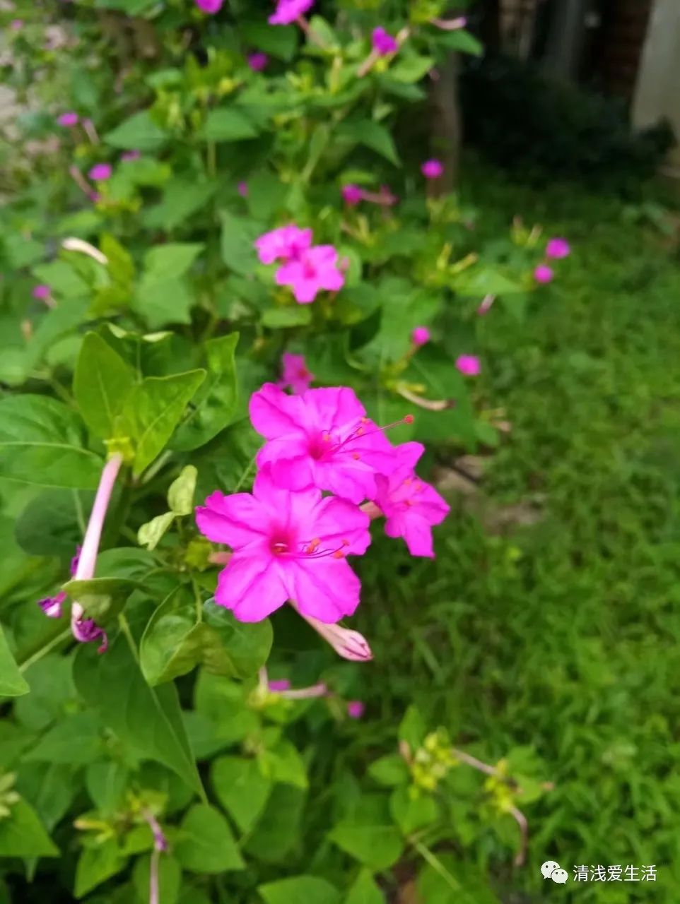 耐高温耐寒的一年四季开花的花卉,耐高温开花多的花卉