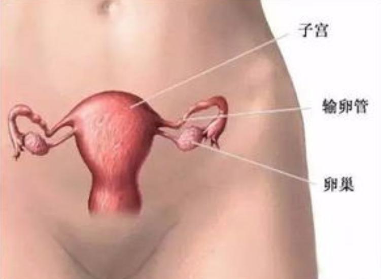 女人没有子宫和正常人有什么区别,没有子宫的女性对身体有什么影响