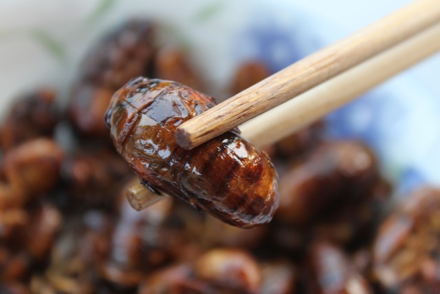 生命力强的昆虫宠物有哪些,常见昆虫宠物有哪些