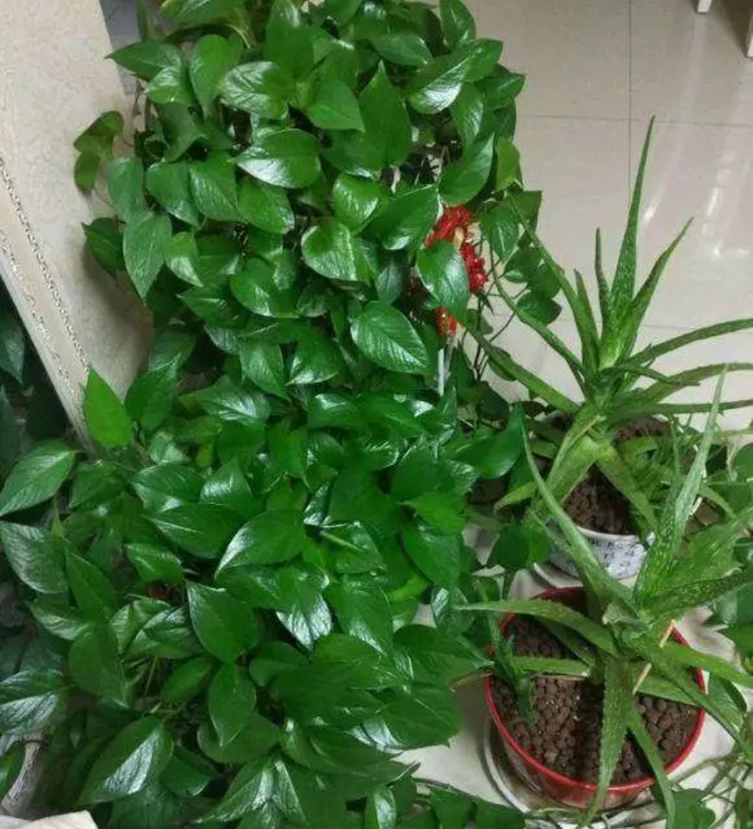 绿萝疯长,绿萝生长更快满屋绿油油