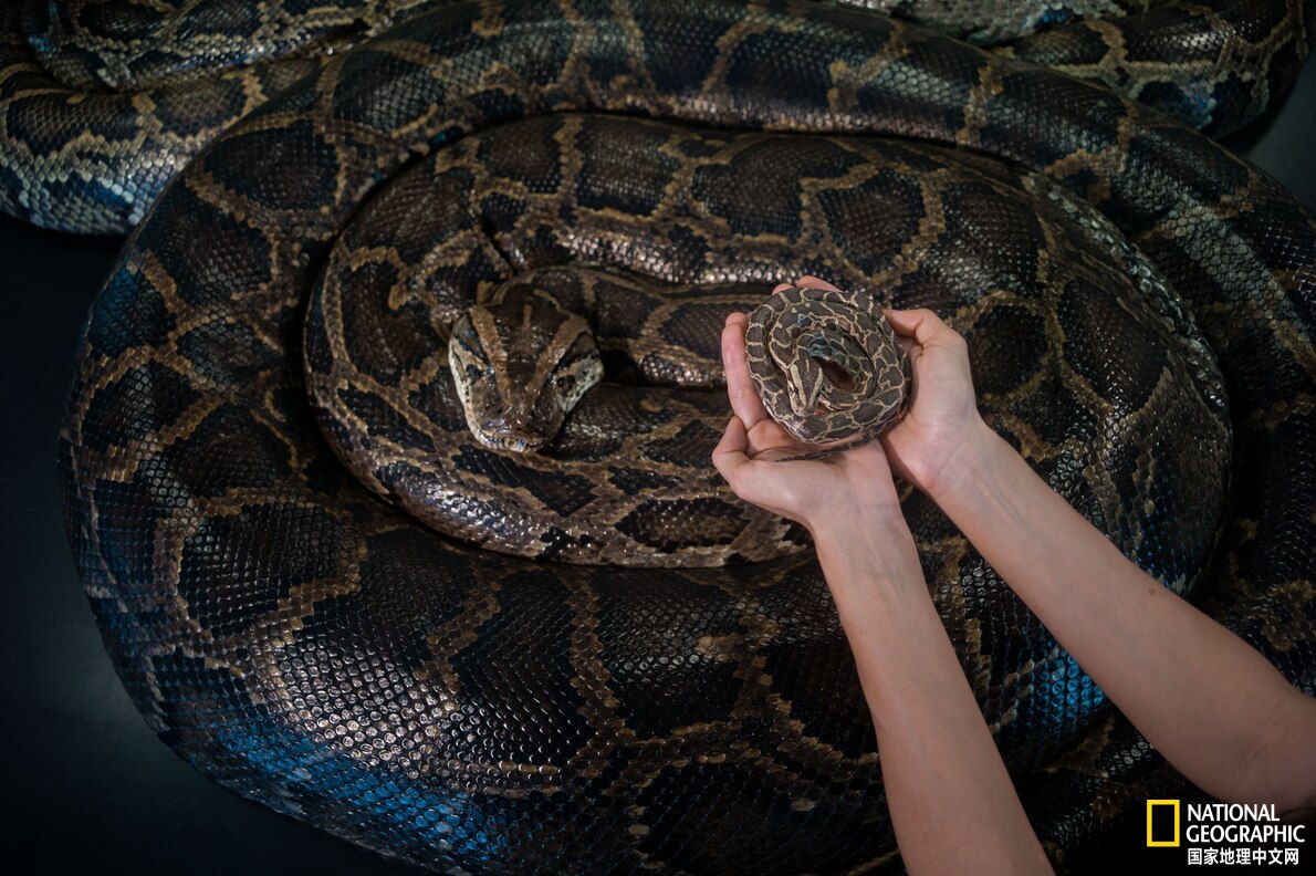 目前已发现最大的蟒蛇,目前发现最大的蟒蛇有多大