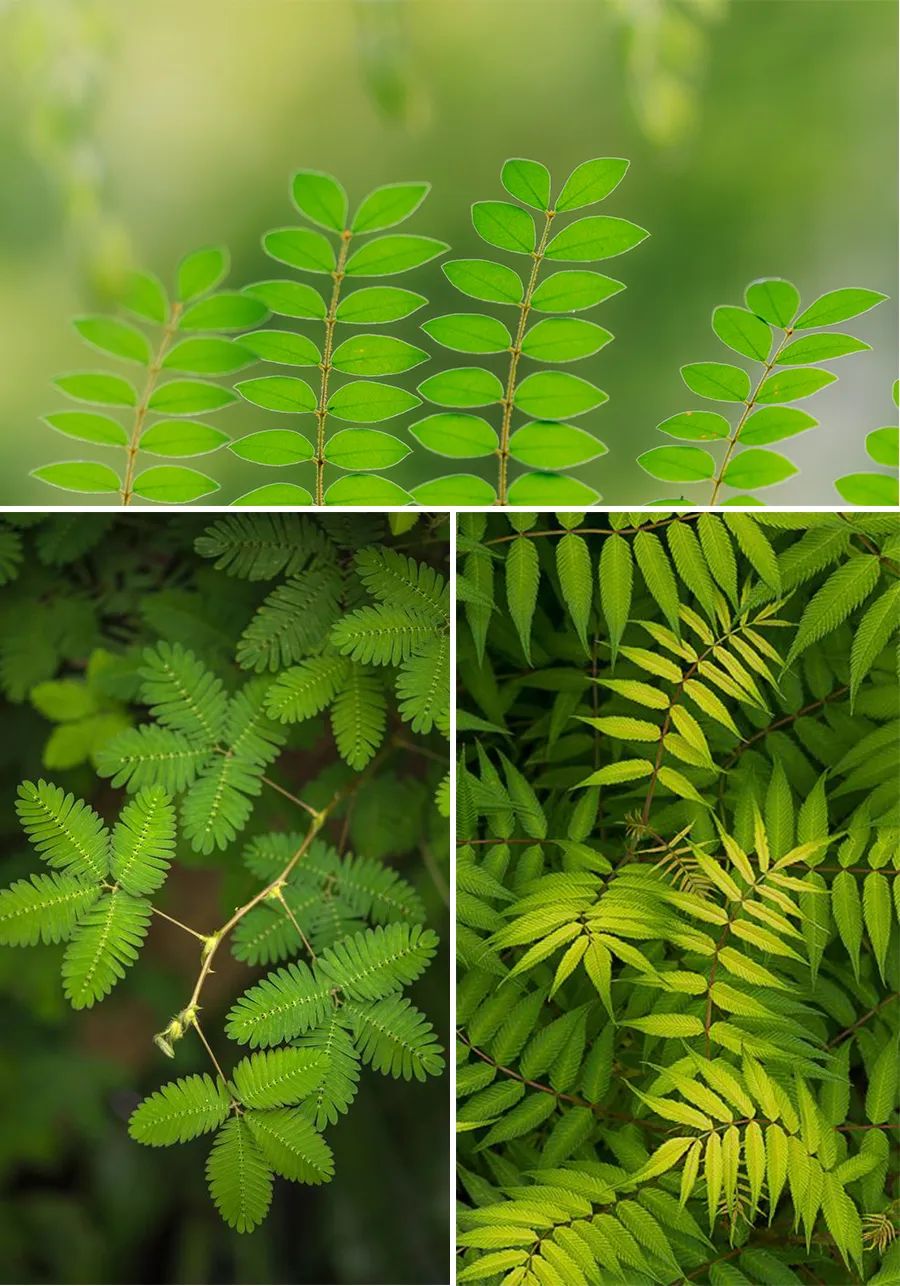 儿童画教程｜学习奇妙的漏印版画——生机盎然的春