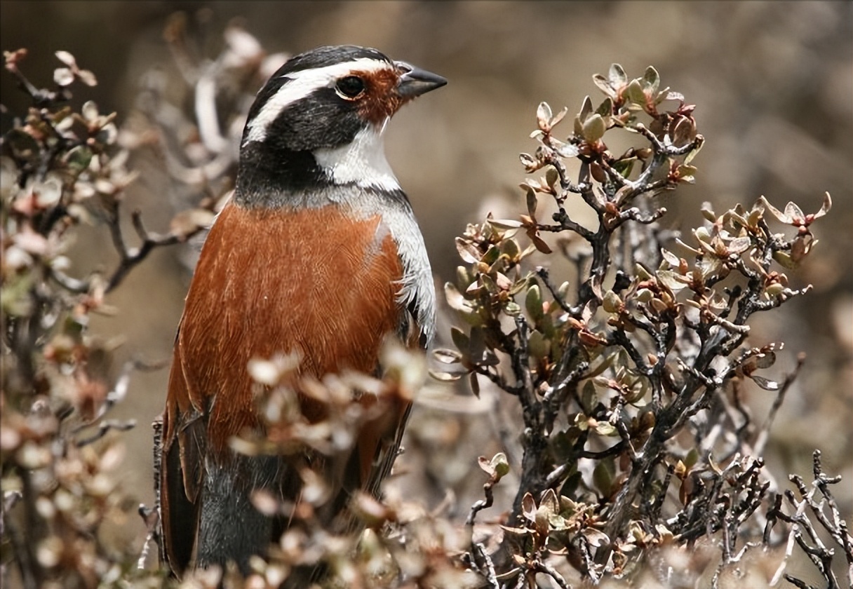 50张最佳鸟类摄影作品,鸟儿大全大图