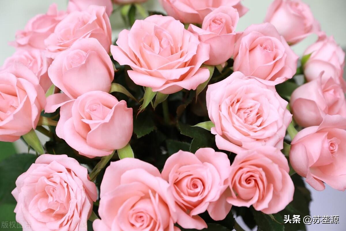 有关玫瑰花的爱情故事,玫瑰花一个真实的故事