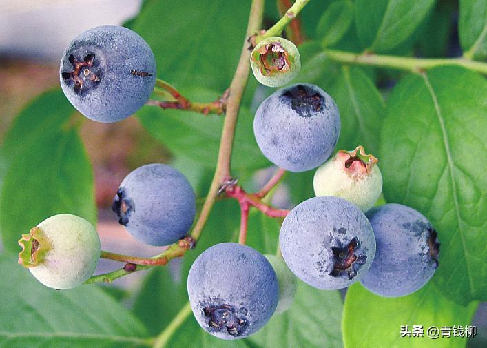 兔眼蓝莓和薄雾蓝莓能一起授粉么,兔眼绿宝石蓝莓陕西渭南能种植吗