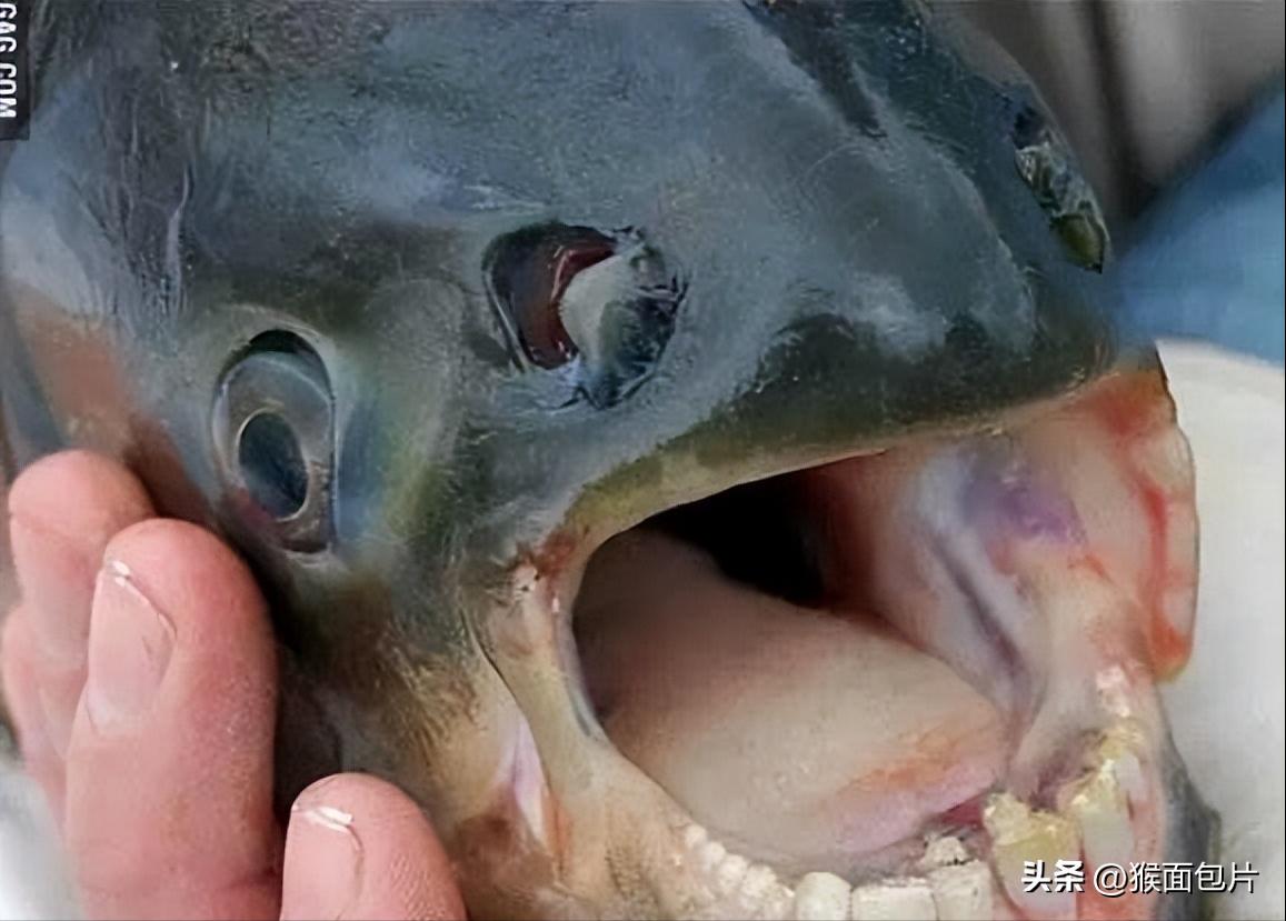 亚马逊雨林生存100天,亚马逊雨林生存楚河