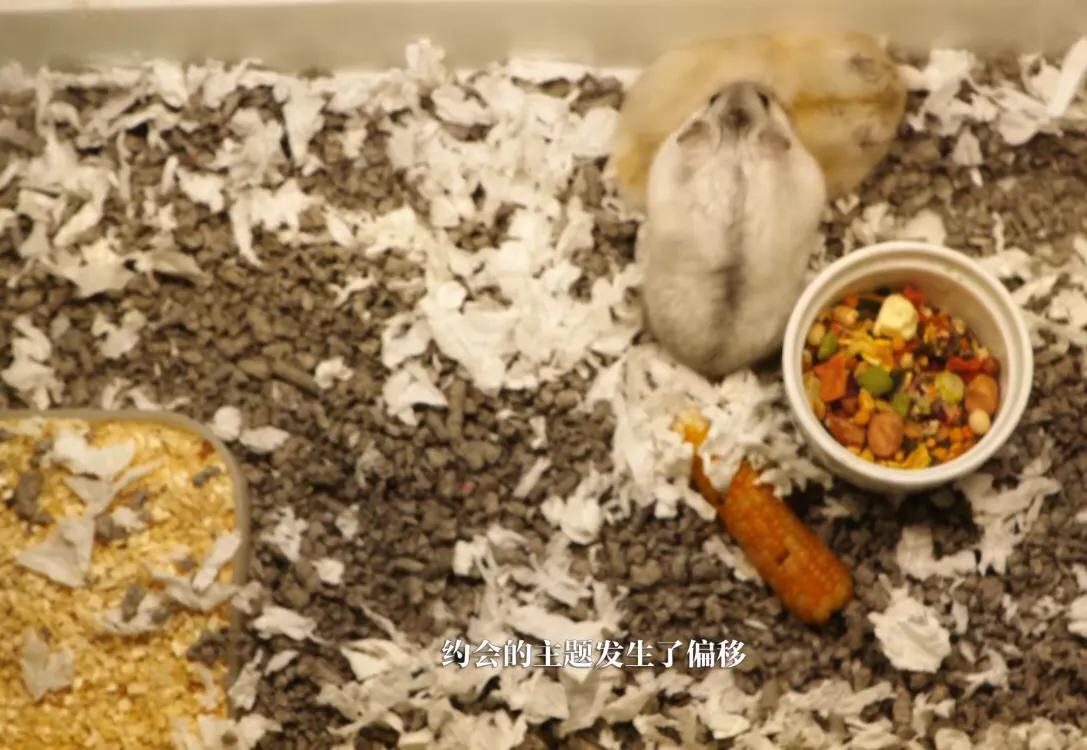 初来乍到请多安慰,初来乍到请多关照音频