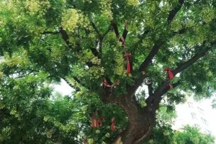 家乡的老槐树是我的乡愁,老槐树的思念