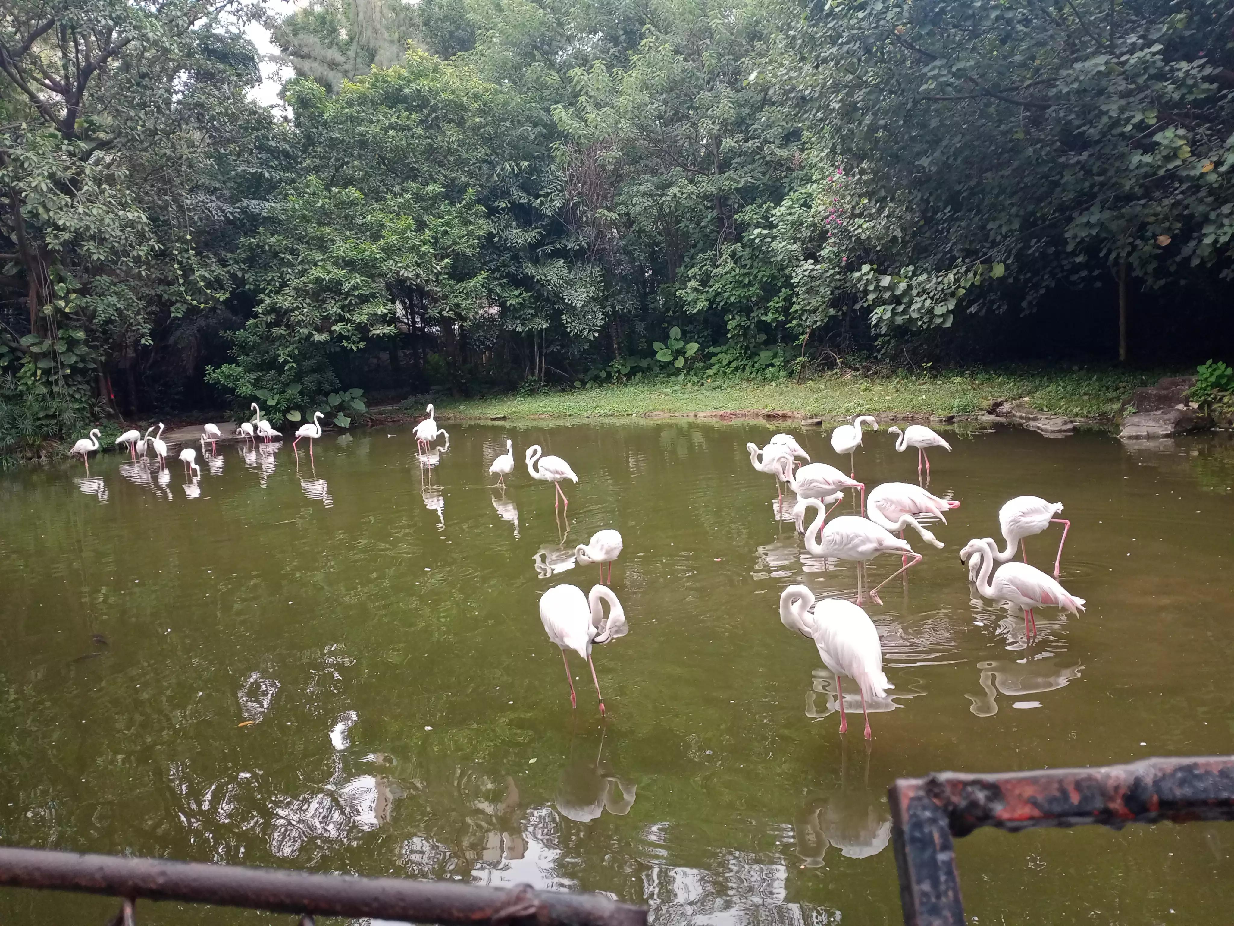 广州动物园游记,广州野生动物园