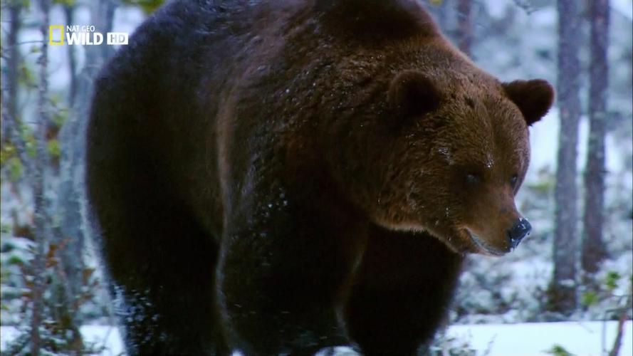 杀怒熊还是安抚怒熊?老猎手力排众议敢和发怒伤熊谈判|传奇