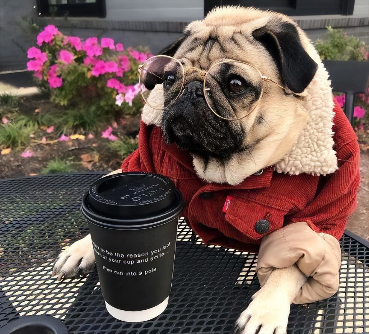 哪种狗最好养又省钱又可爱,什么狗好养还不掉毛还不贵