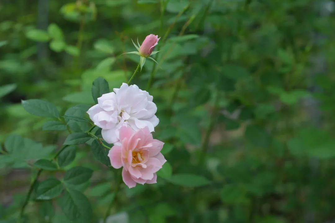 日本月季：葵-七（Aoi-nana）