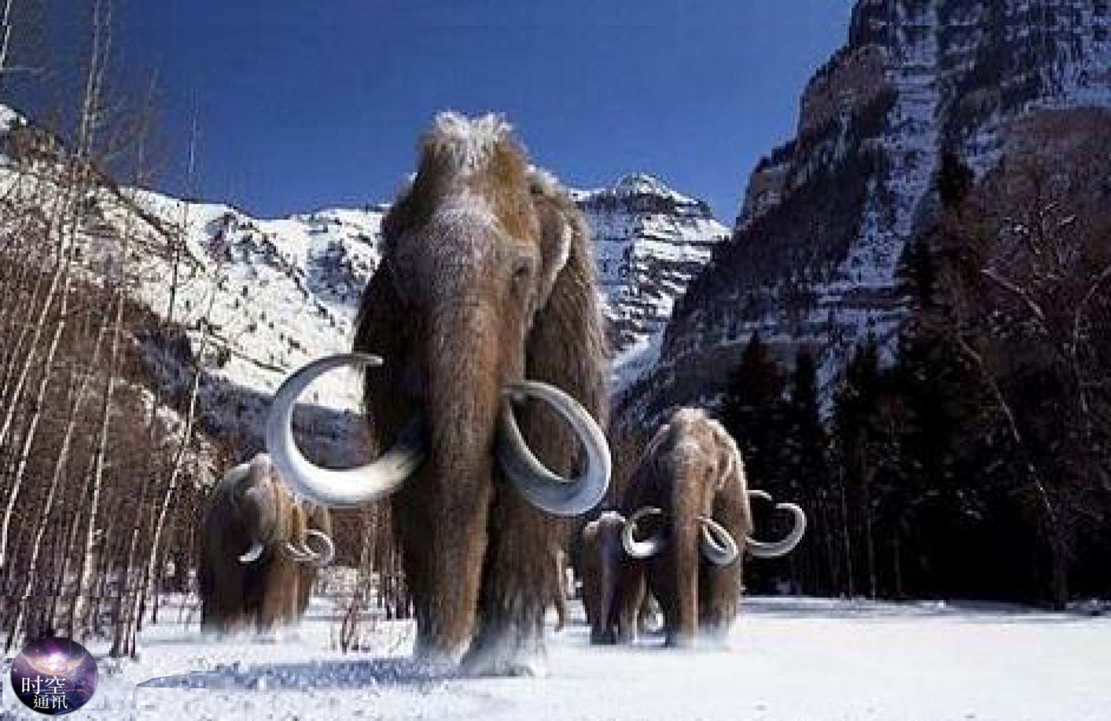 北极发现猛犸象真相 (猛犸象为什么会在北极圈冻土层里)