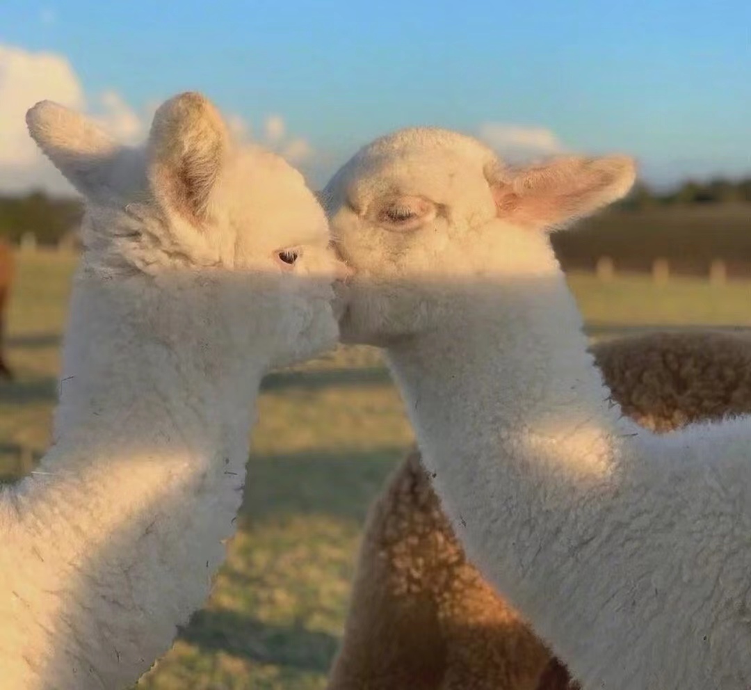 神兽羊驼介绍,关于羊驼的知识解说