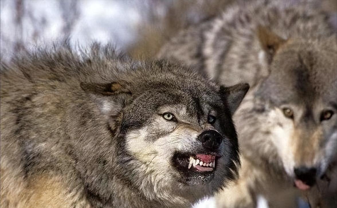 战斗力最强的犬科动物,战斗力最强的犬科动物排名榜