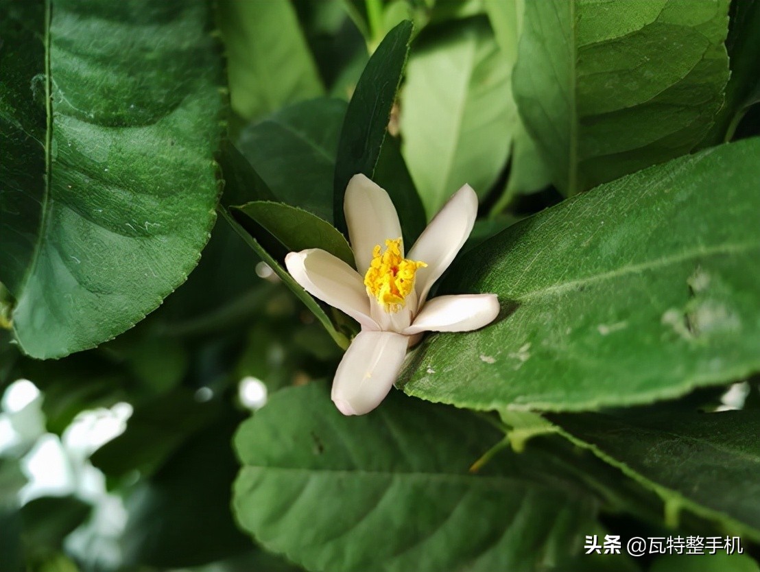 motog71s怎么样,motog71和motog71s比较