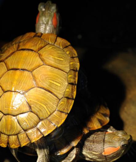 养了挺久的巴西龟突然爪子就断了，并且肿了是怎么回事呢？