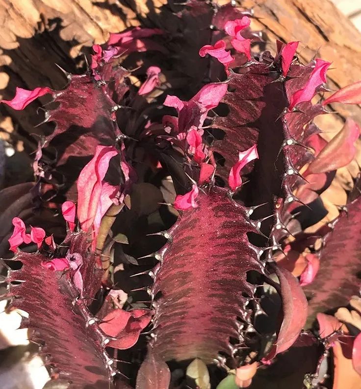 为啥龙骨植物非常少,龙骨花有什么好处有什么坏处