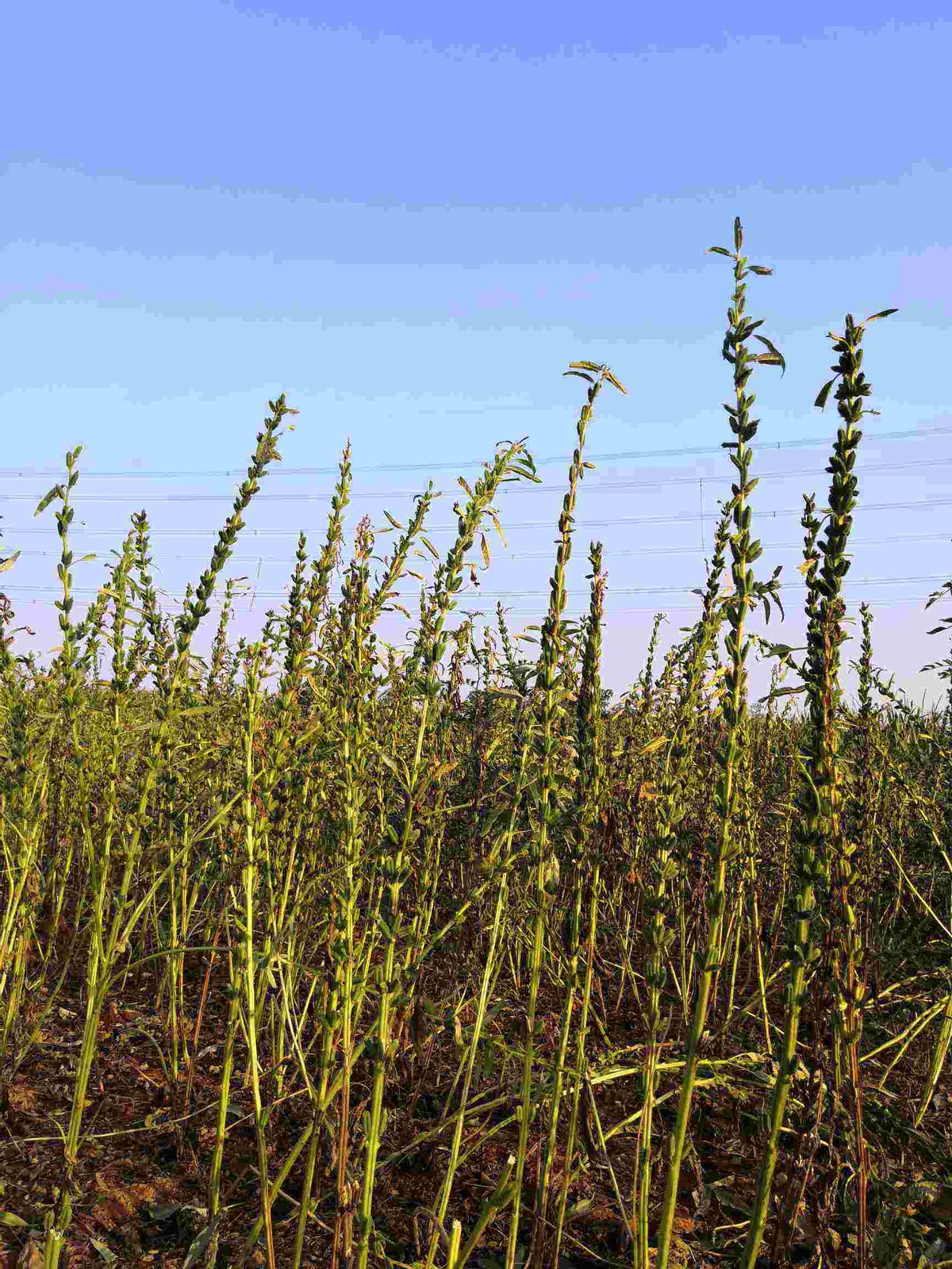 贫瘠的非洲是芝麻的原产地?年产量达400万吨，我国是最大进口国?