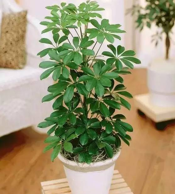 治愈系盆栽绿植推荐,室内小型绿植花卉推荐品种