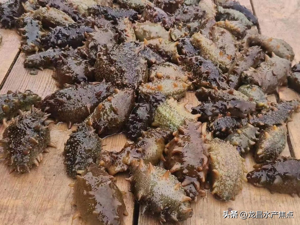 海参肠道问题,海参肠的危害