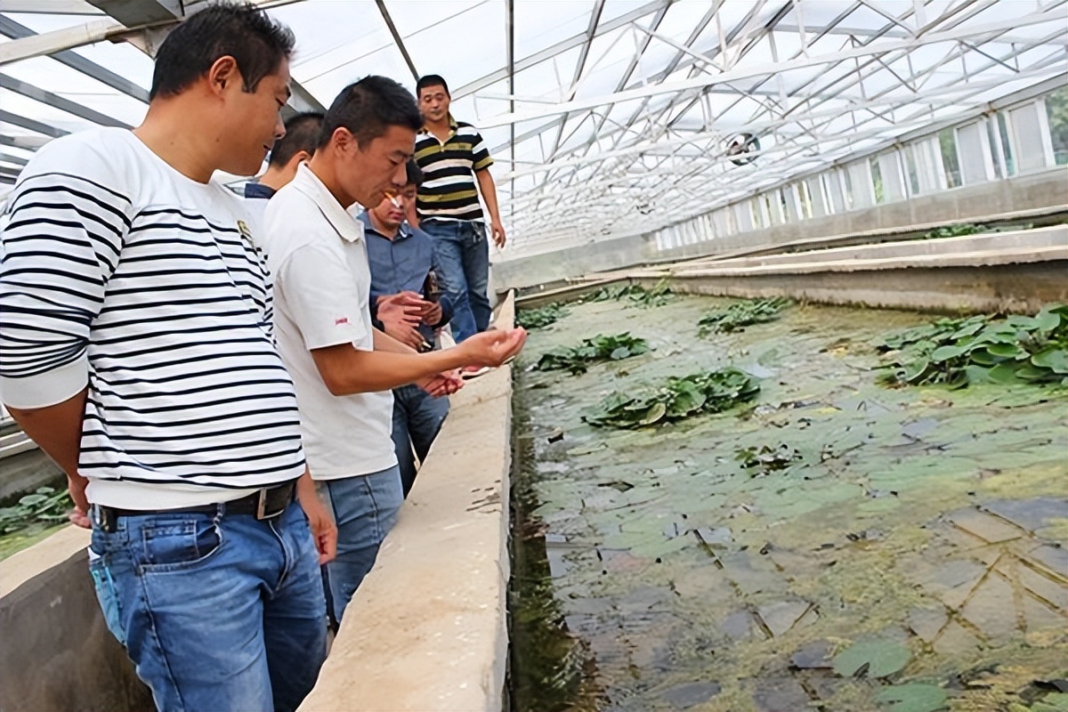 泥鳅养殖病害防治方案,养殖泥鳅易出现的病害