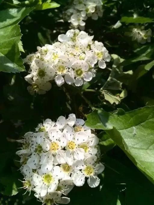 世界各国国花一览表,南美洲各国国花