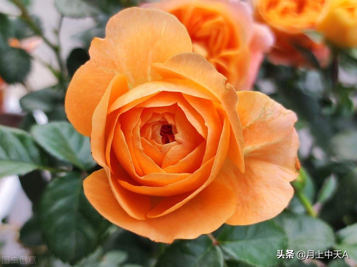 咏月季花的诗,月季花七绝诗