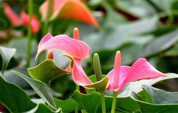 粉掌花变黑是怎么了,粉掌的叶子变绿是什么原因