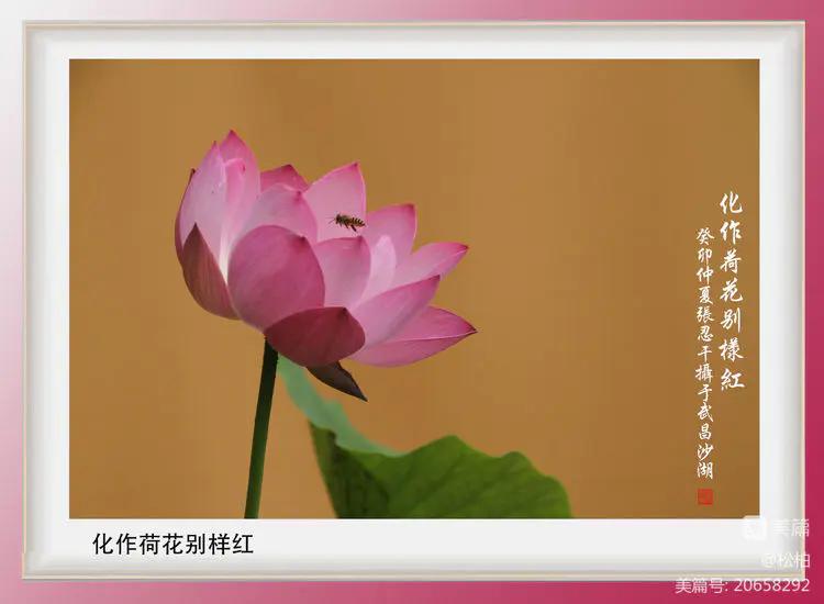 诗图战友情（九十五）荷花别样红