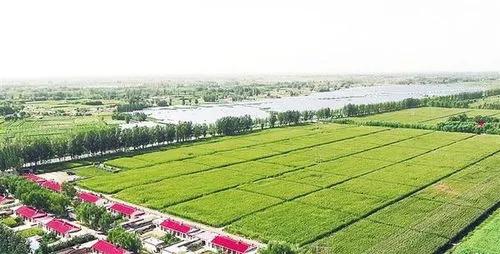 八月十五定收成什么意思,七月十五定旱意味什么