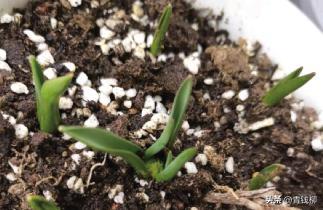 荷兰的国花郁金香有多少种,荷兰郁金香重瓣