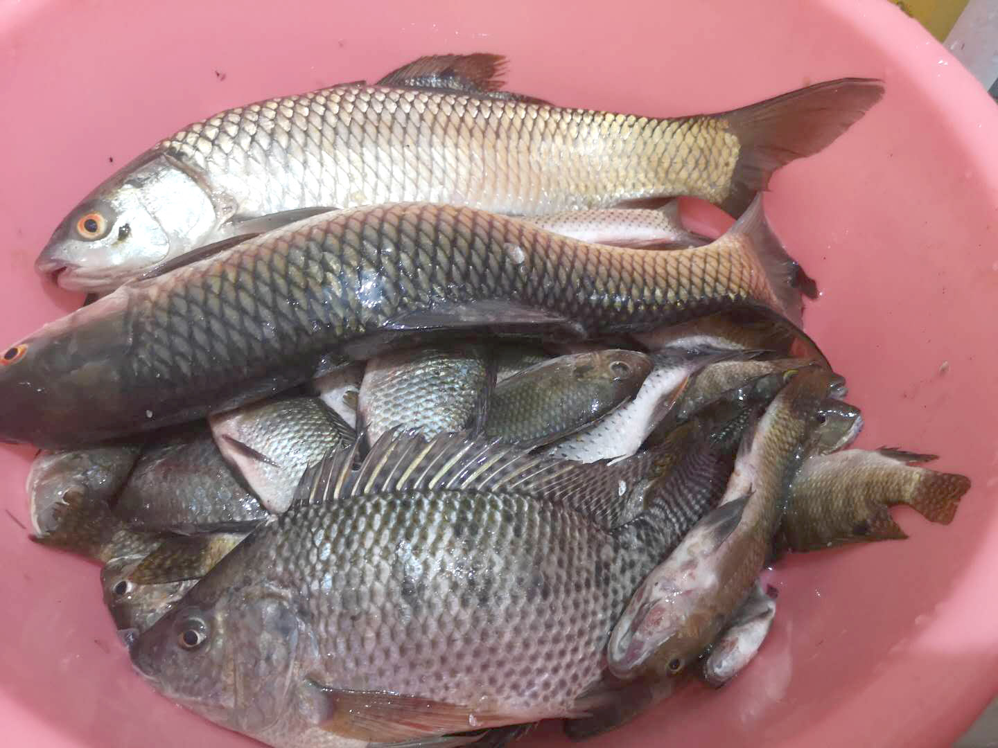 浅谈夏季雨中作钓，鱼儿成群且口好，细节留意把护爆