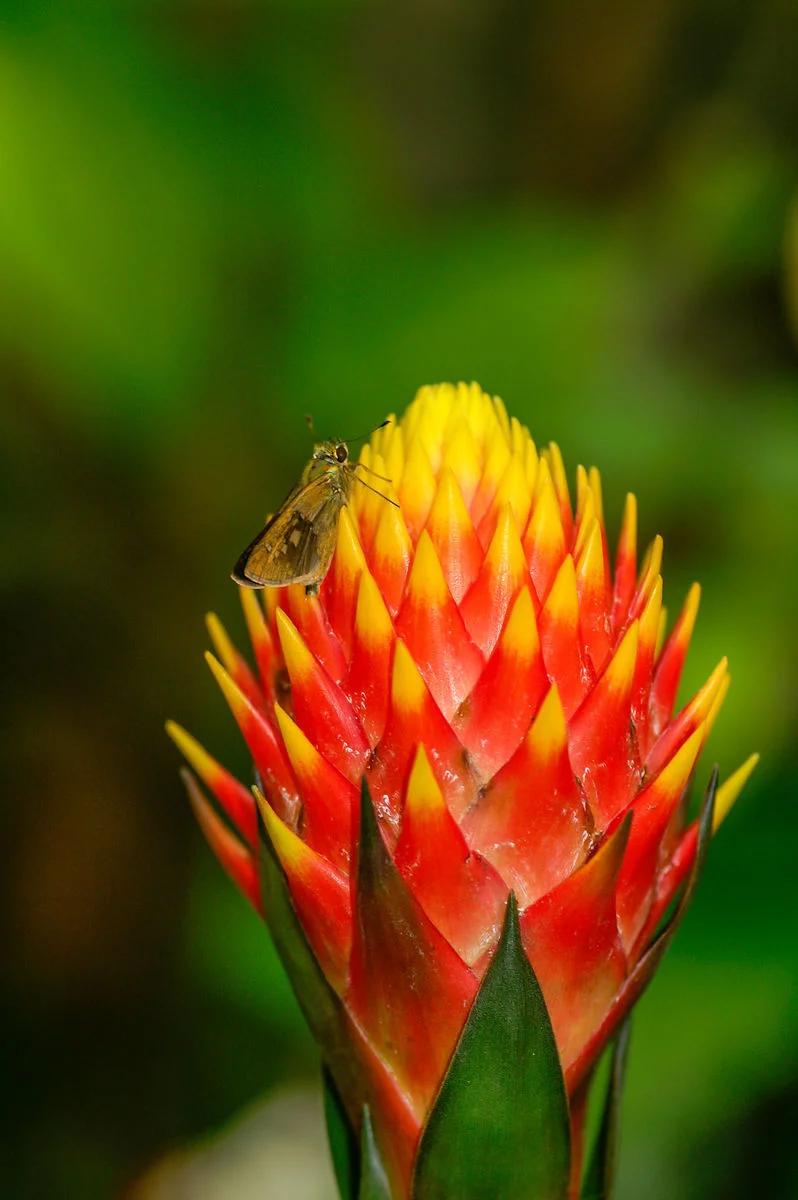 水塔花盆栽,水塔小型花卉盆栽
