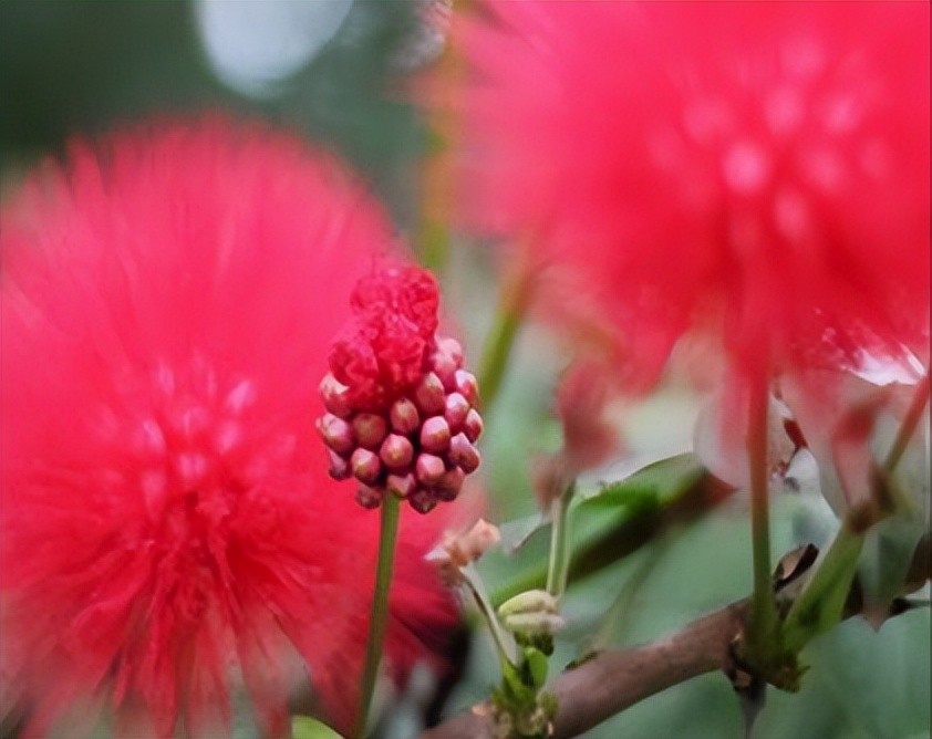 中药治疗失眠一个疗程大概多少钱,治疗失眠焦虑抑郁的中药有哪些