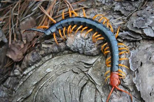 怎么防止蜈蚣虫进屋子,什么药防止蜈蚣爬进屋