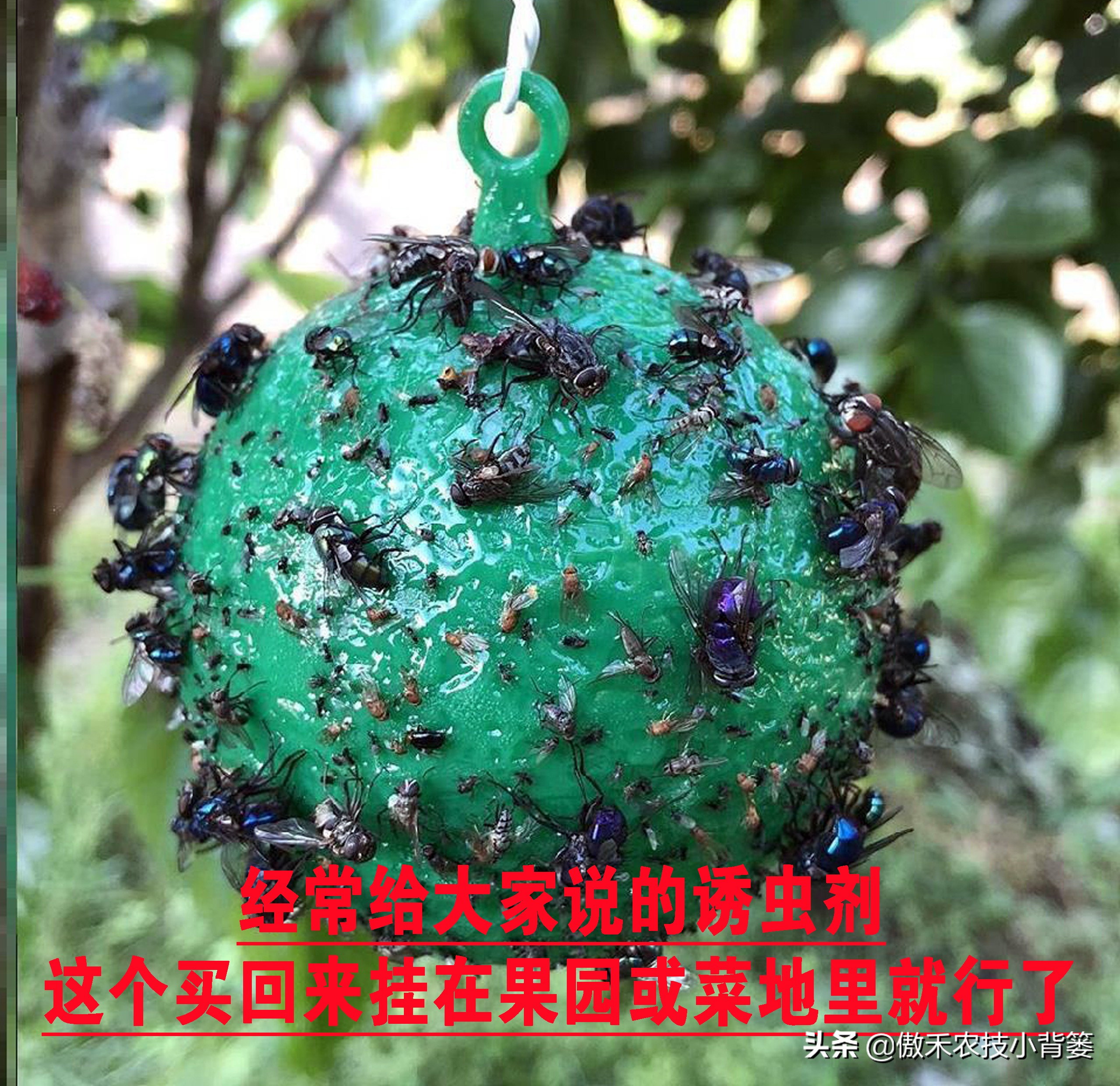 白酒能治瓜果蔬菜虫的方法,瓜果开始结果就有虫咬怎么办