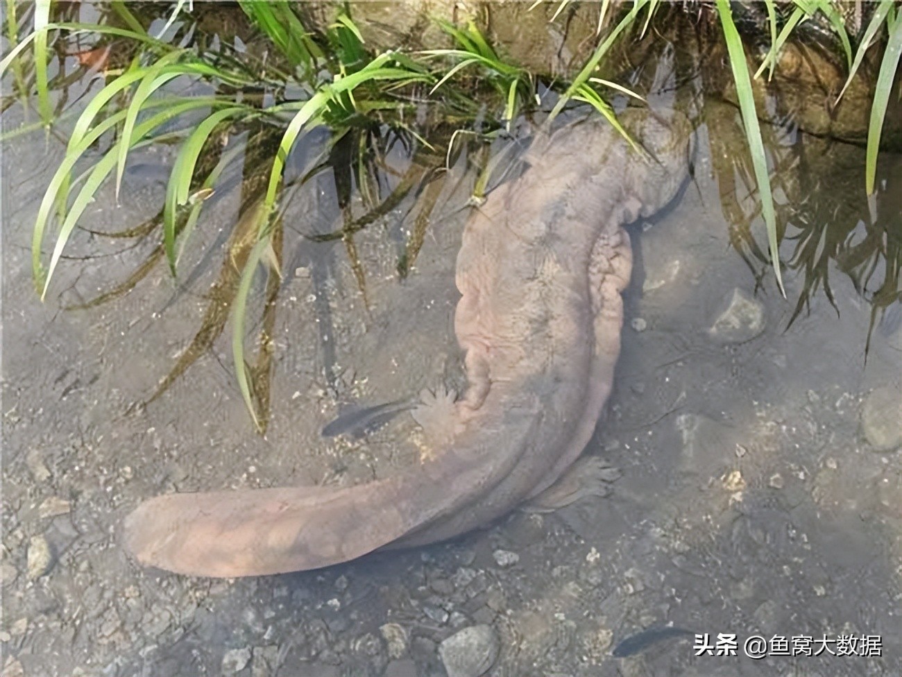 钓鱼钓到了娃娃鱼怎么办,野钓碰见黄色的娃娃鱼