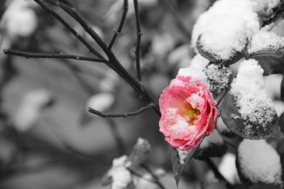 读10首春日诗词充满了希望和力量,最经典早春诗词