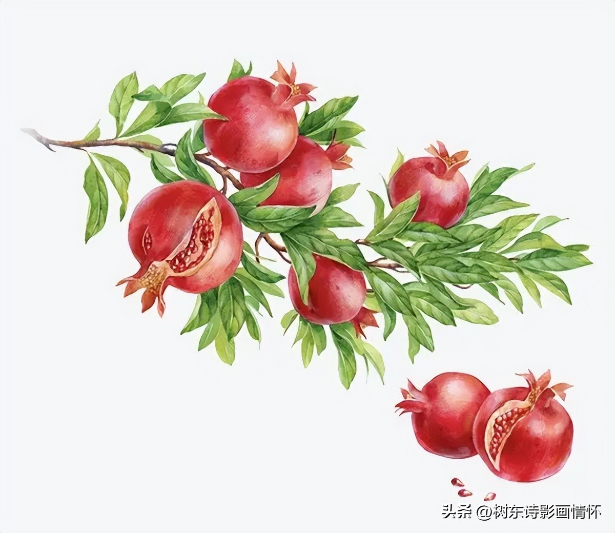 石榴文化的意义,石榴讲历史